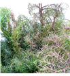 Cryptomeria elegans - CRYELE1