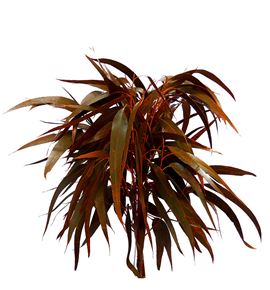 Victoria naranja - VICNAR