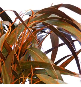 Victoria naranja - VICNAR