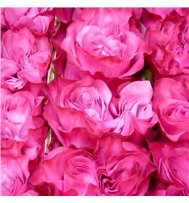 Rosa ecu country blues 40 - RECOUBLU