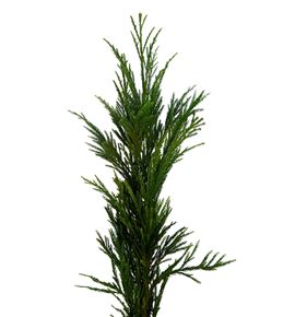 Cryptomeria cristata 50 - CRYCRI