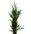Cryptomeria cristata 50 - CRYCRI