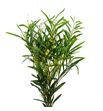 Acacia floribunda - ACAFLO