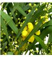 Acacia floribunda - ACAFLO1