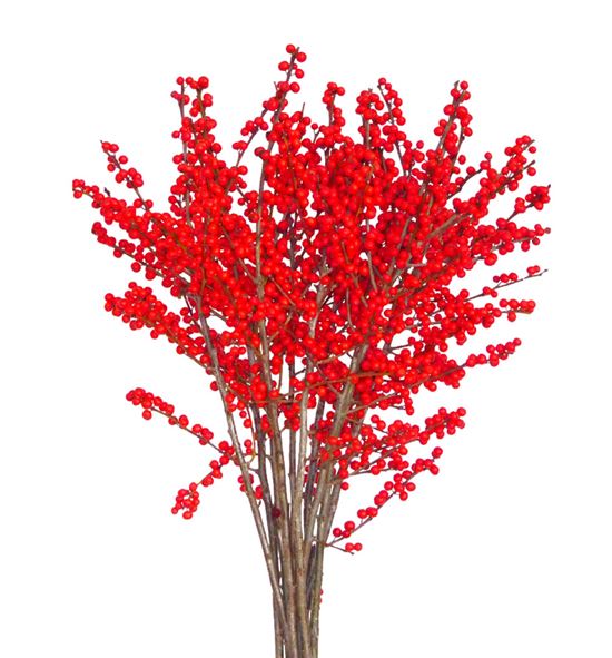 Ilex verticillata 50 - ILEX