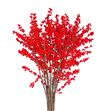 Ilex verticillata 50 - ILEX