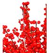 Ilex verticillata 50 - ILEX1