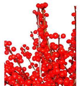 Ilex verticillata 70 - ILEX