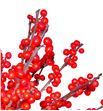 Ilex verticillata 70 - ILEX2