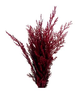 Tuya bordeaux - TUYBOR