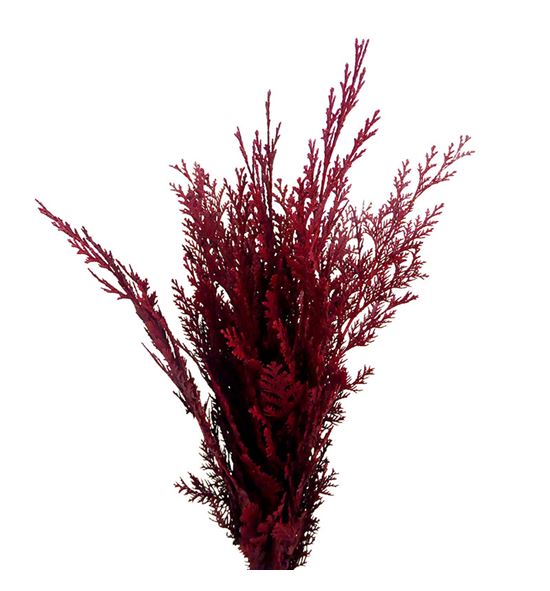 Tuya bordeaux - TUYBOR