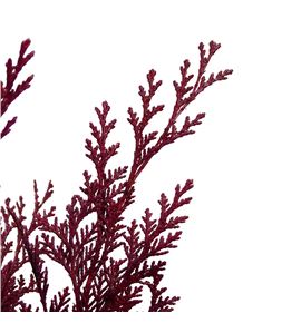 Tuya bordeaux - TUYBOR