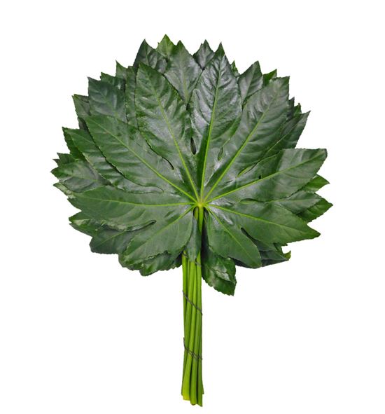Aralia 70 - ARA