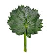 Aralia 70 - ARA