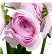 Ranunculo cloni rosado 50 - RANCLOROS1