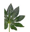 Aralia 70 - ARA1