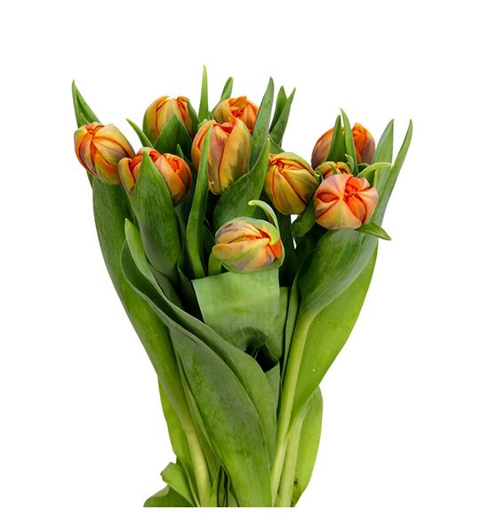 Tulipan orange princess 38 - TULORAPRI