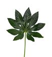Aralia 70 - ARA2