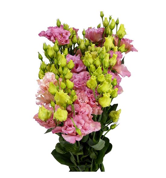 Lisianthus corel coral 70 - LISCORCOR