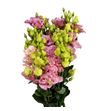 Lisianthus corel coral 70 - LISCORCOR