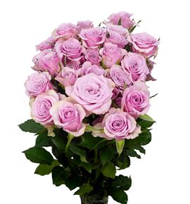 Rs ramificada leila 70 - RTRLEI