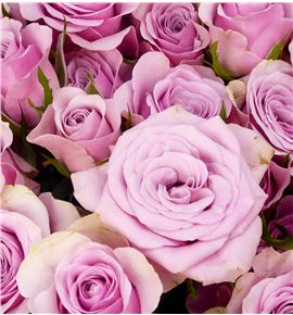 Rs ramificada leila 70 - RTRLEI