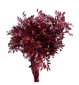 Lentisco bordeaux - LENBOR