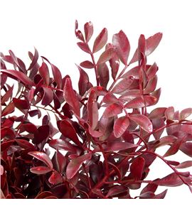 Lentisco bordeaux - LENBOR