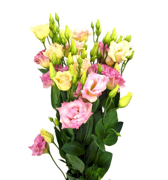 Lisianthus megal ligth champagne 70 - LISMEGCHA