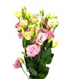 Lisianthus megal ligth champagne 70 - LISMEGCHA