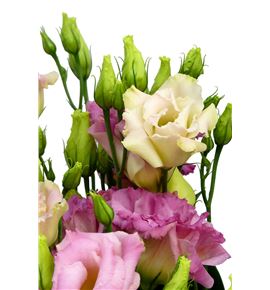 Lisianthus megal ligth champagne 70 - LISMEGCHA