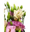 Lisianthus megal ligth champagne 70 - LISMEGCHA1