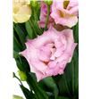 Lisianthus megal ligth champagne 70 - LISMEGCHA2