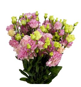 Lisianthus alissa hanoi pink 70 - LISALIHONPIN