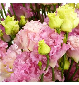 Lisianthus alissa hanoi pink 70 - LISALIHONPIN