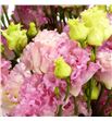 Lisianthus alissa hanoi pink 70 - LISALIHONPIN1