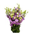 Lisianthus julius grape 70 - LISJULGRA