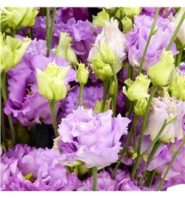 Lisianthus julius grape 70 - LISJULGRA