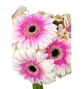 Gerbera artist - GERART