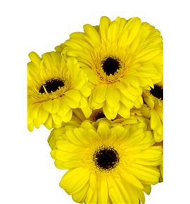 Gerbera brilliance - GERBRI