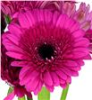 Gerbera farao - GERFAR2