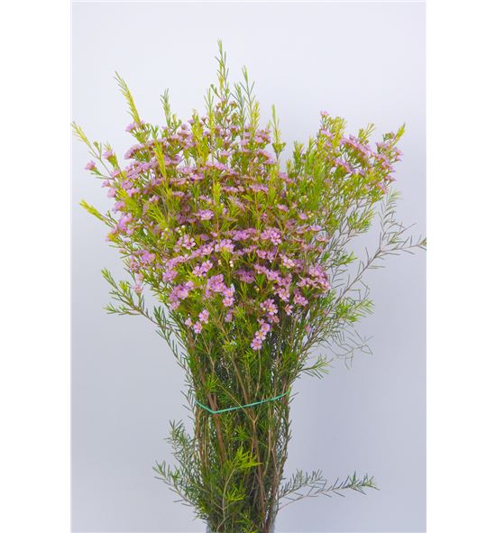 Flor de cera rosa holanda - FLOCERROS