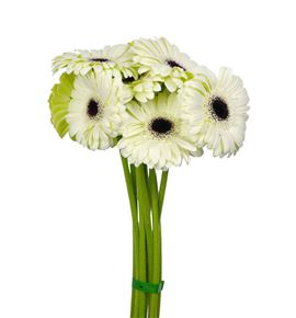 Gerbera white house - GERWHIHOU