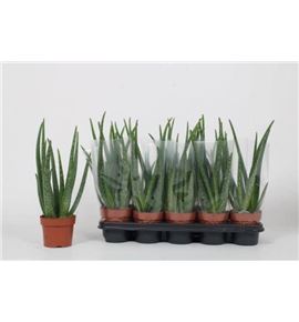 Pl. aloe vera 40cm x10 - ALOVER101240