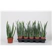 Pl. aloe vera 40cm x10 - ALOVER101240