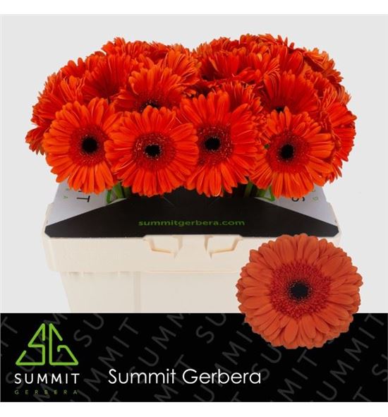 Gerbera capella 50 x10 - GERCAPE5010