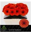 Gerbera capella 50 x10 - GERCAPE5010