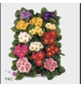 Pl. primula acaulis mixto 15cm x10 - PRIACAMI101015