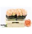 Rosa hol charming reeva 60 - RGRCHAREE