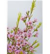 Flor de cera rosa holanda - FLOCERROS2